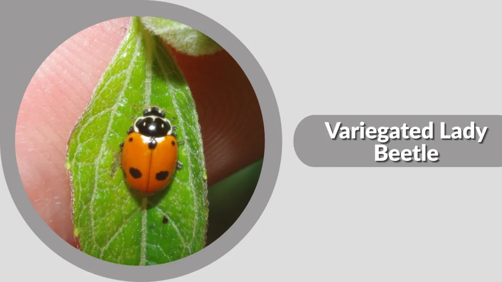 Variegated Lady Beetle