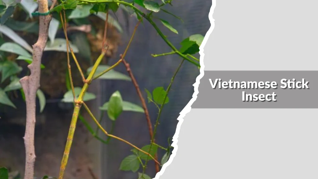Vietnamese Stick Insect