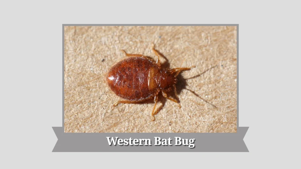Western Bat Bug