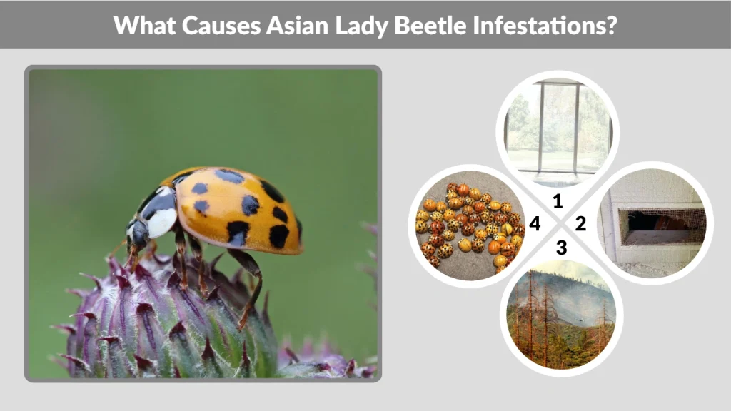 What Causes Asian Lady Beetle Infestations