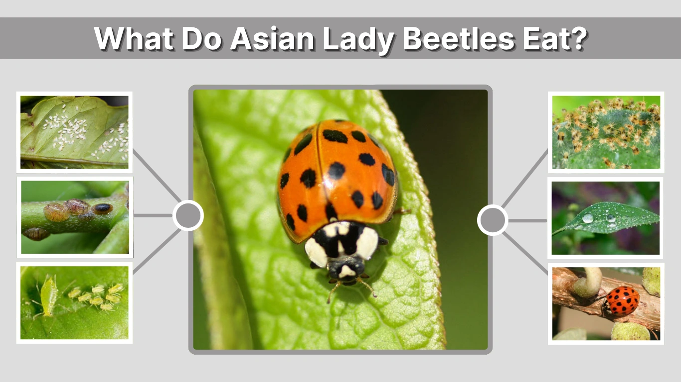What Do Asian Lady Beetles Eat Diet, Habits, and Seasonal Feeding 