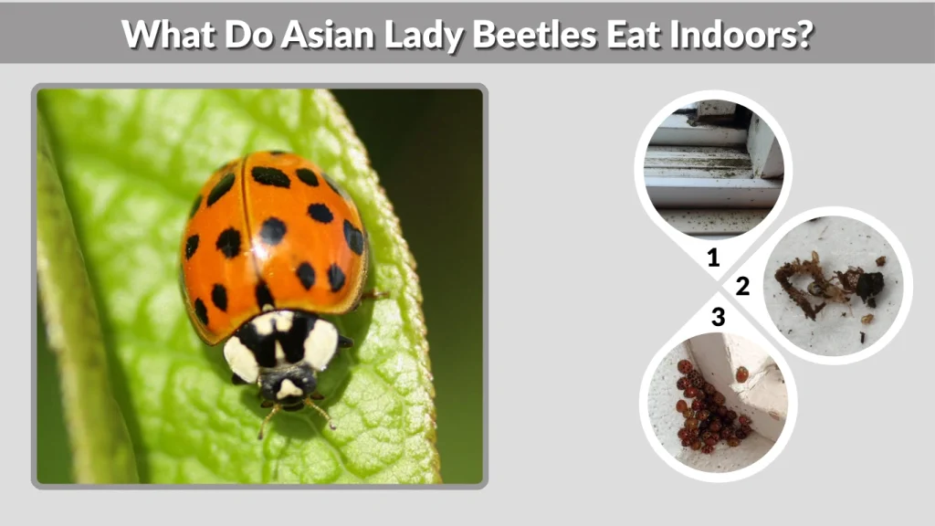 What Do Asian Lady Beetles Eat Indoors