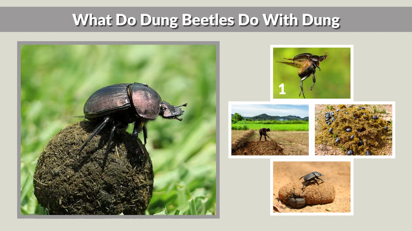What Do Dung Beetles Do With Dung Behavior, Benefits, and Fascinating Facts
