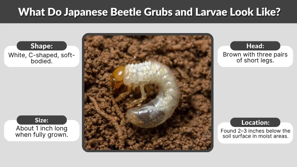 What Do Japanese Beetle Grubs and Larvae Look Like