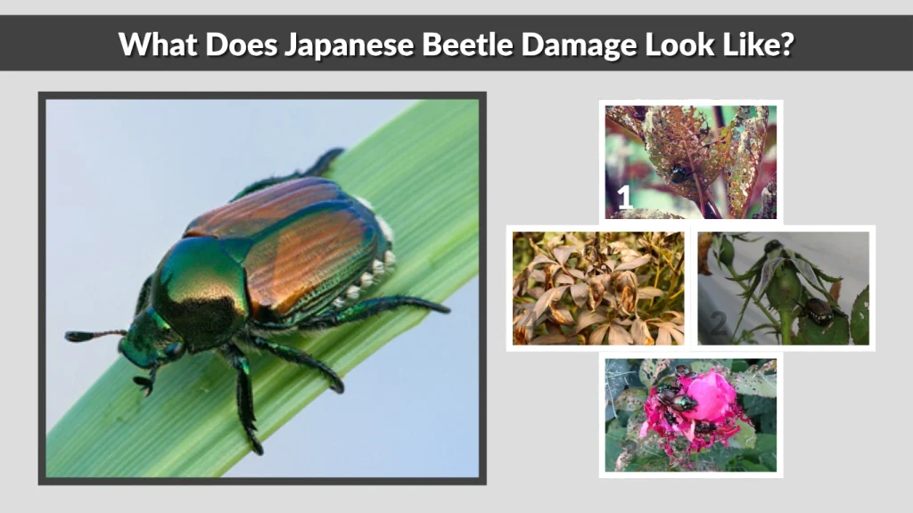 What Does Japanese Beetle Damage Look Like