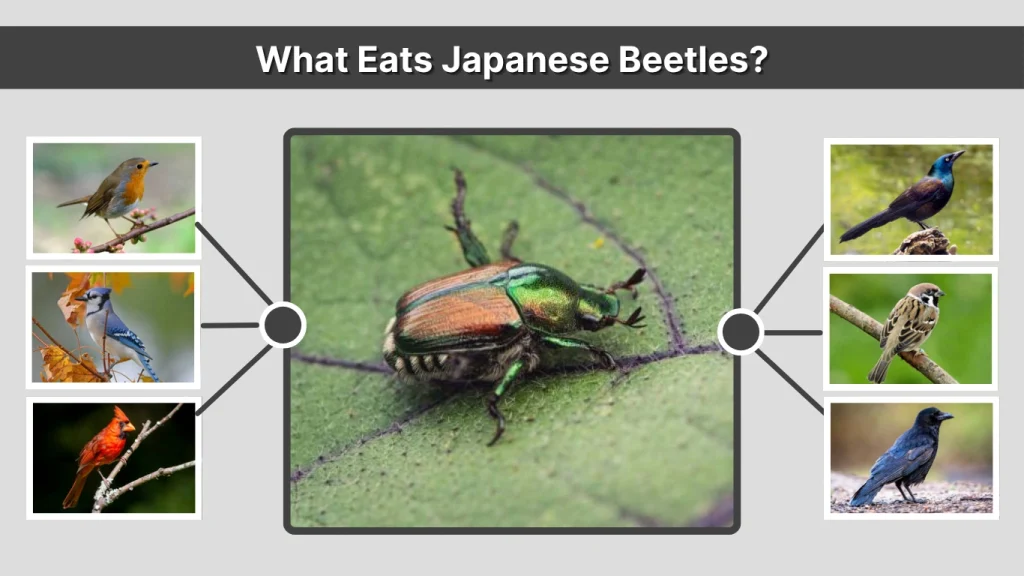 What Eats Japanese Beetles