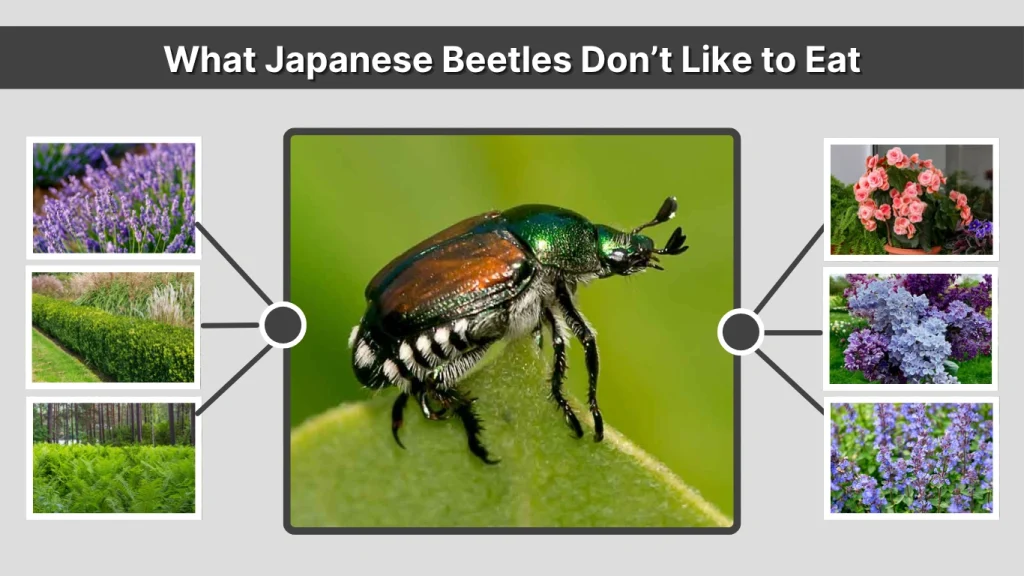 What Japanese Beetles Don’t Like to Eat