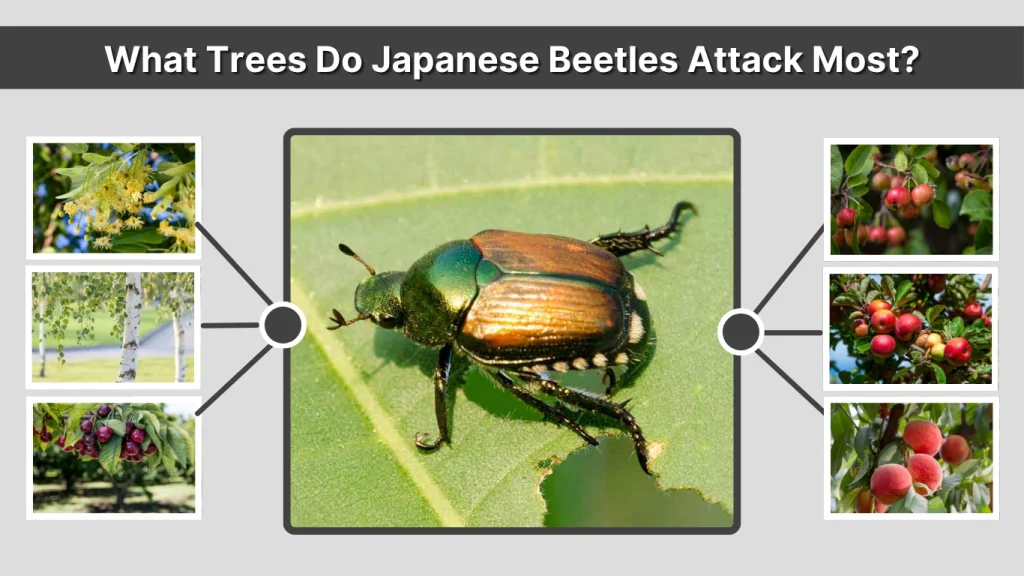 What Trees Do Japanese Beetles Attack Most