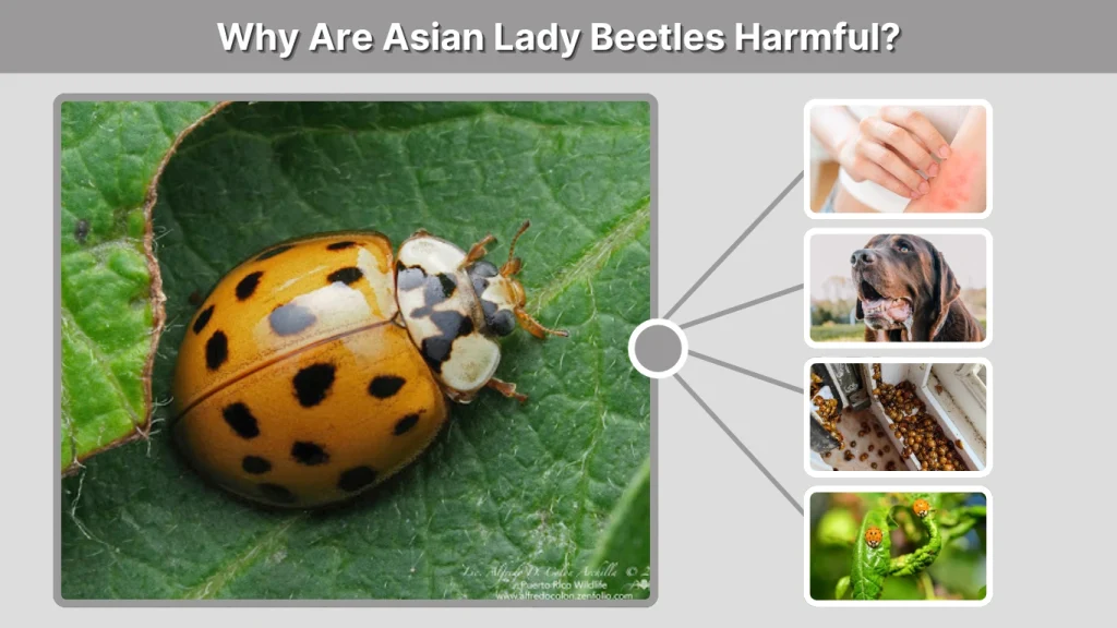 Why Are Asian Lady Beetles Harmful