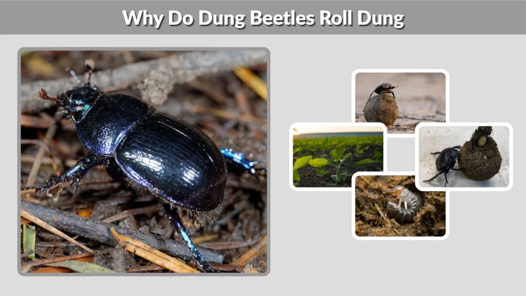 Why Do Dung Beetles Roll Dung Purpose, Behavior, and Ecological Importance