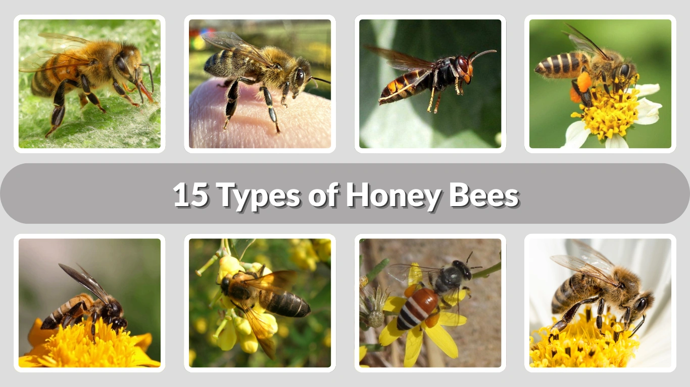 15 Types of Honey Bees Names, Identification with Pictures 