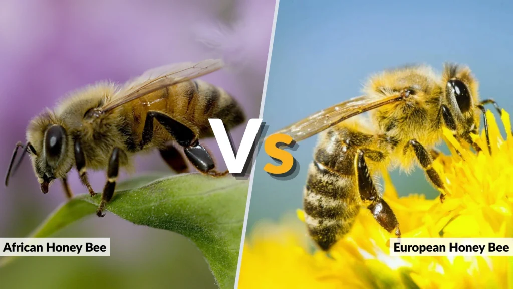 African Bees vs Honey Bees Key Differences Table