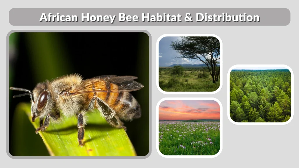 African Honey Bee Habitat & Distribution