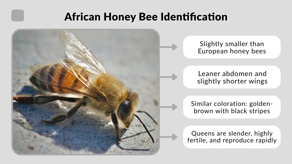 African Honey Bee Identification