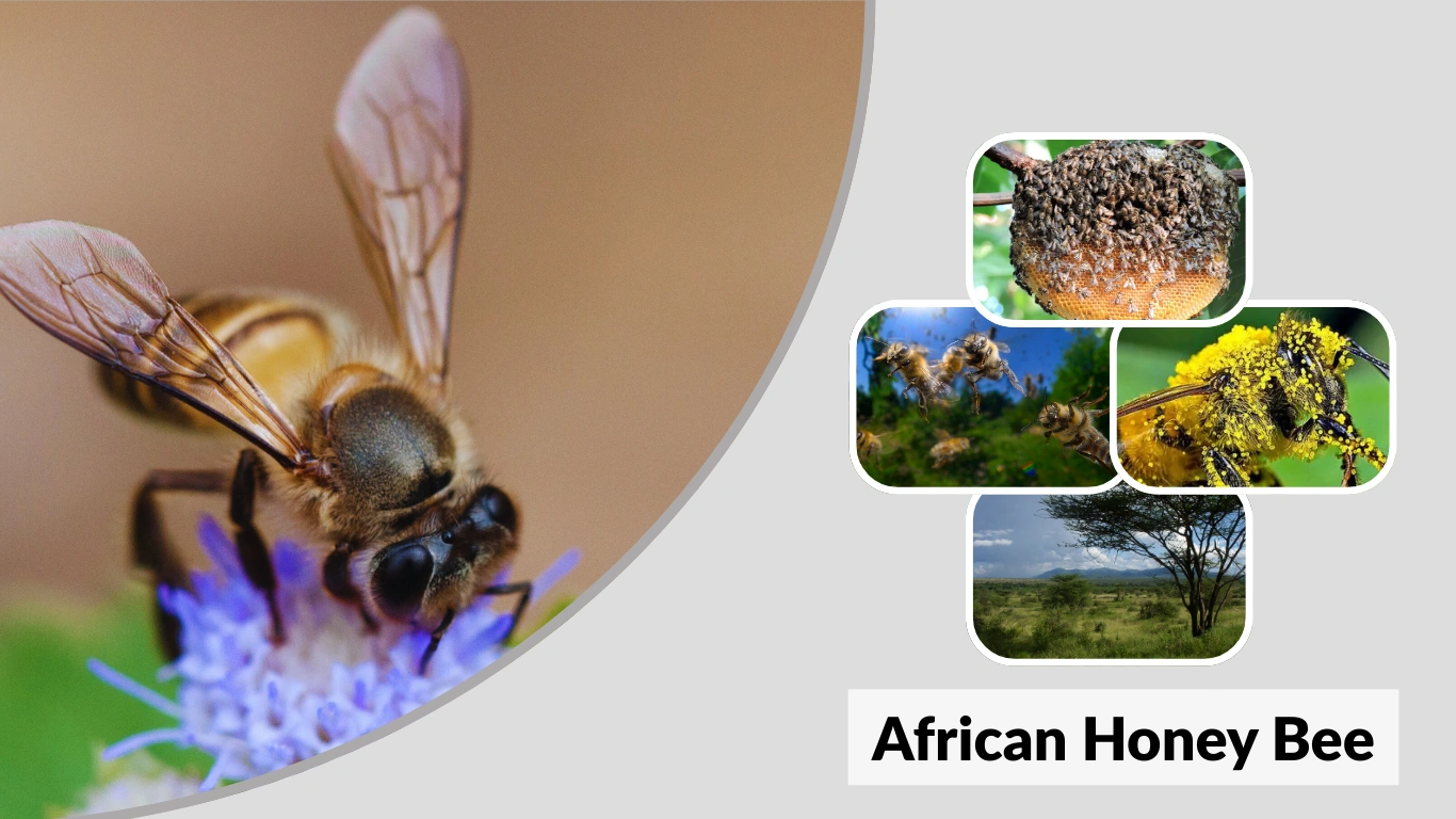 African Honey Bee Size, Color, Habitat, Behavior & Identification