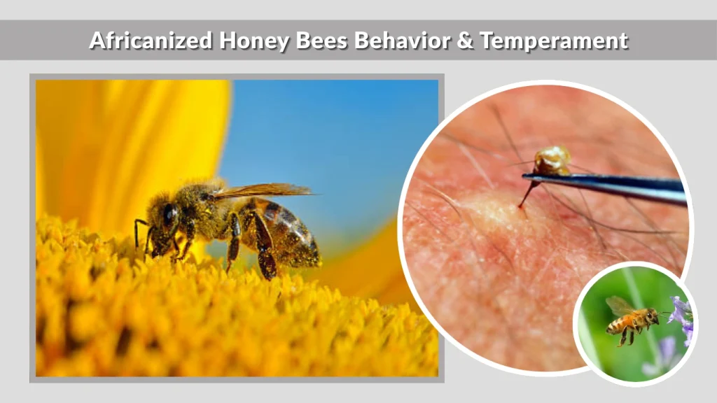 Africanized Honey Bees Behavior & Temperament