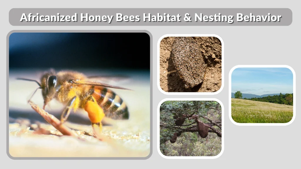 Africanized Honey Bees Habitat & Nesting Behavior