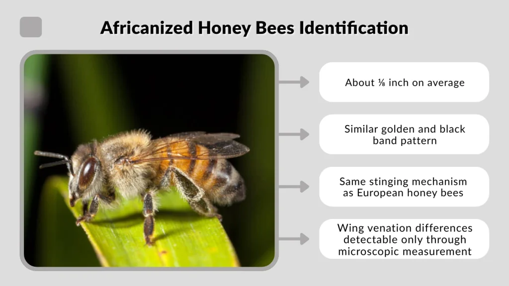 Africanized Honey Bees Identification