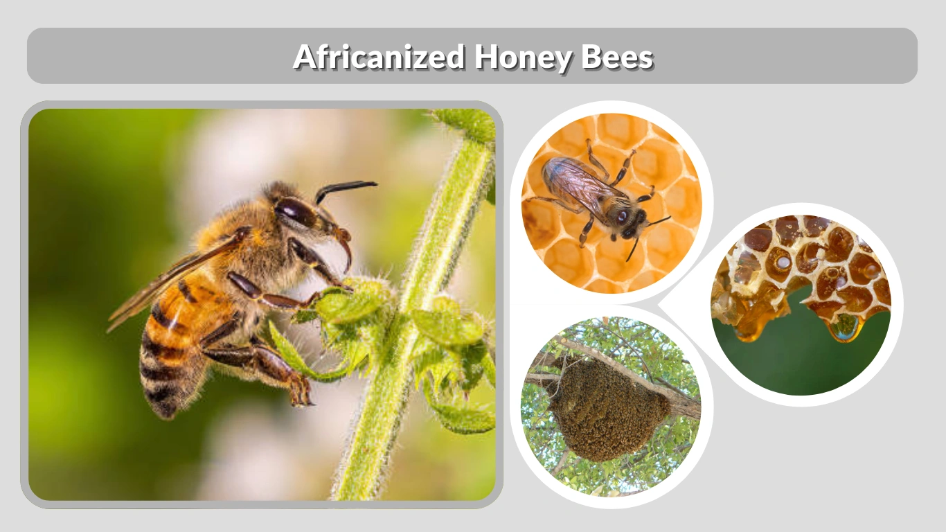 Africanized Honey Bees Identification, Behavior & Range