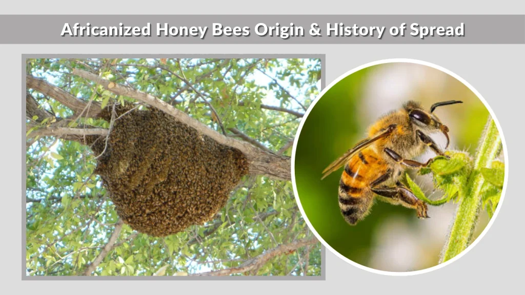 Africanized Honey Bees Origin & History of Spread
