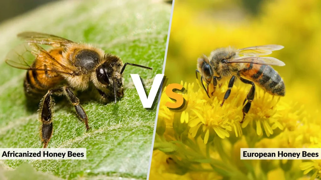 Africanized vs European Honey Bees