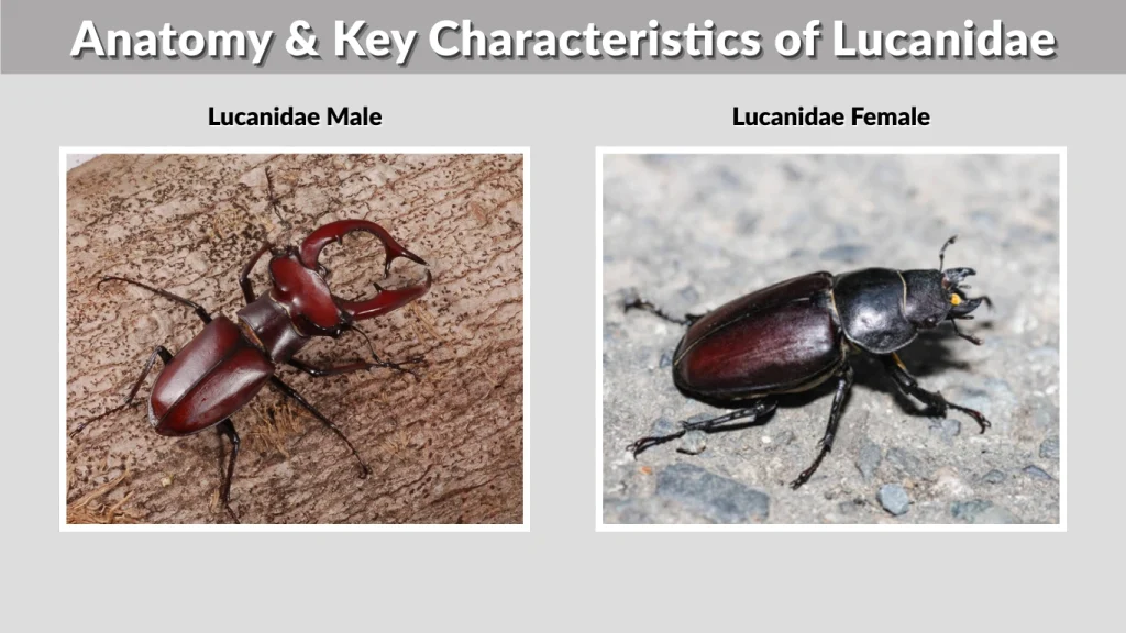 Anatomy & Key Characteristics of Lucanidae