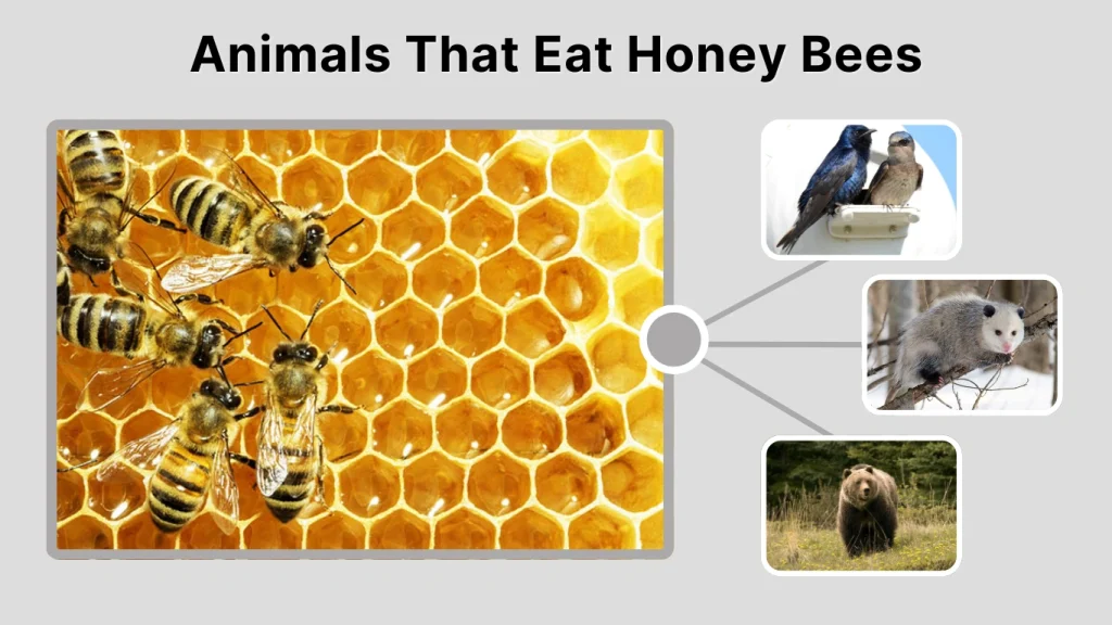Animals That Eat Honey Bees