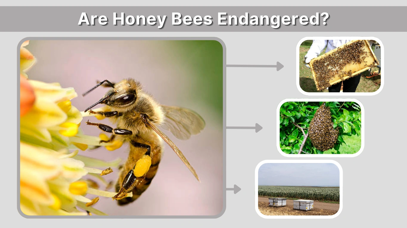 Are Honey Bees Endangered Real Status and Causes Explained