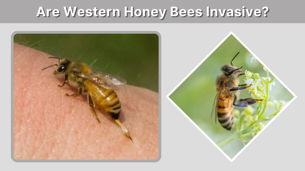 Are Western Honey Bees Invasive