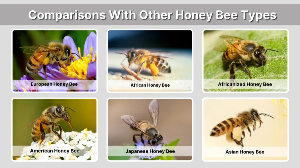 Comparisons With Other Honey Bee Types