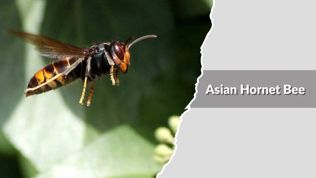 Asian Hornet Bee