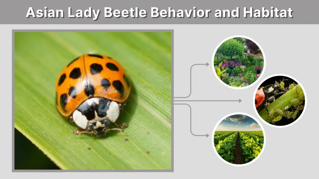 Asian Lady Beetle Behavior and Habitat
