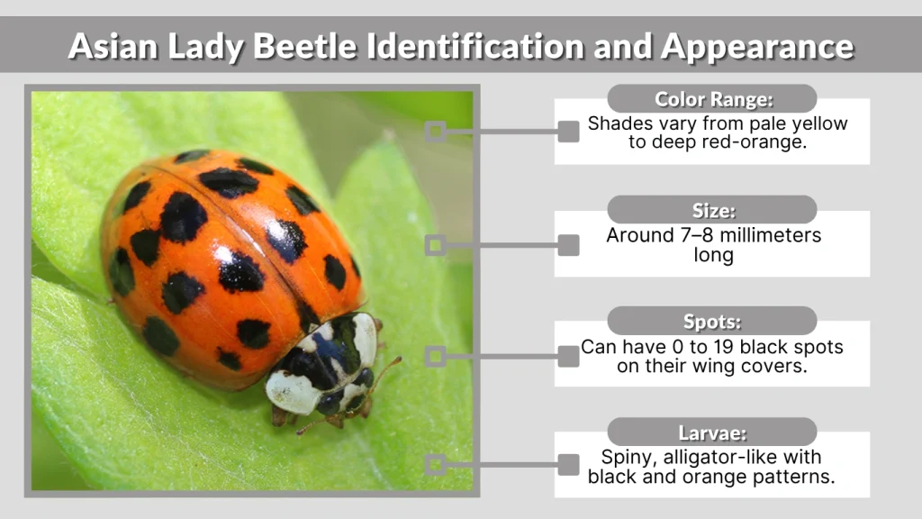 Asian Lady Beetle Identification and Appearance