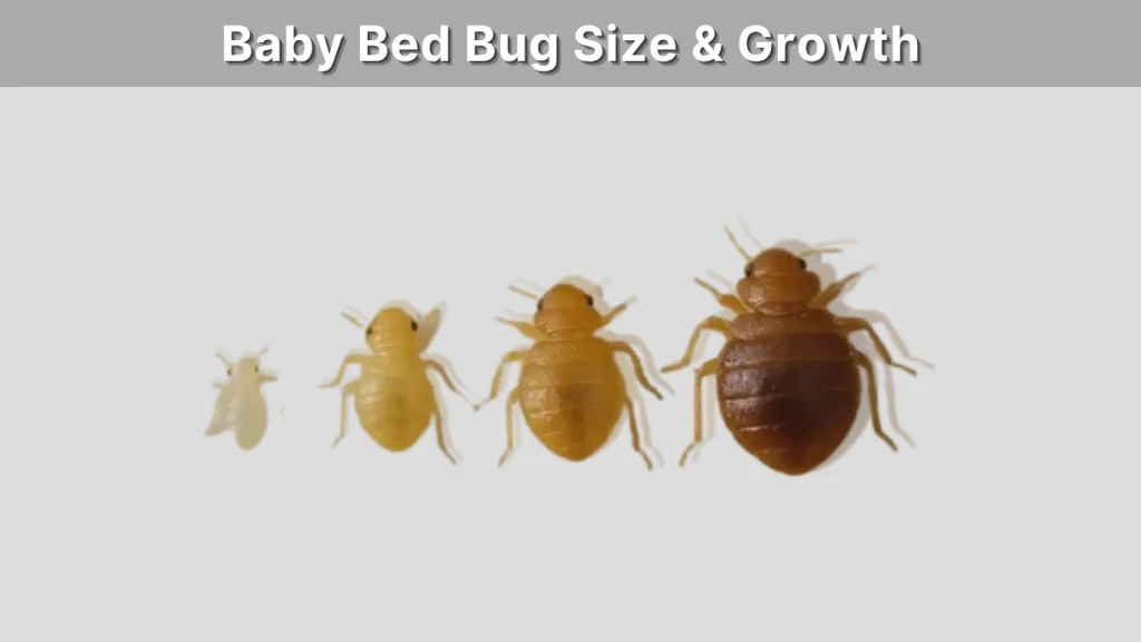 Baby Bed Bug Size & Growth