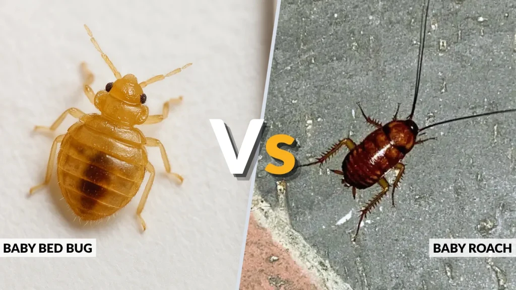 Baby Bed Bugs vs Other Small Insects