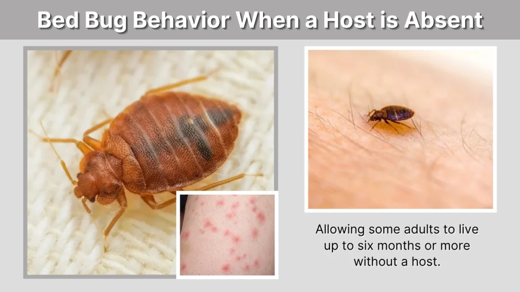 Bed Bug Behavior When a Host is Absent
