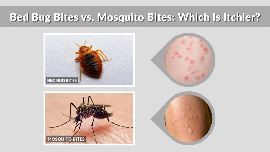 Bed Bug Bites vs. Mosquito Bites Which Is Itchier