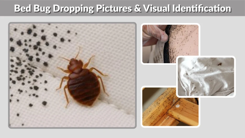Bed Bug Dropping Pictures & Visual Identification