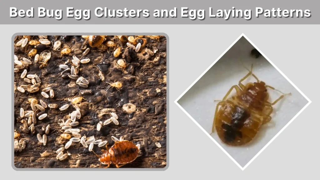 Bed Bug Egg Clusters and Egg Laying Patterns
