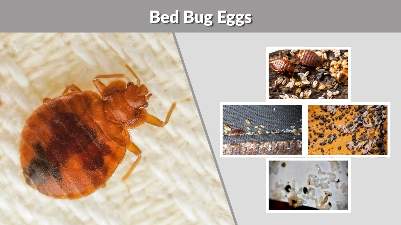 Bed Bug Eggs Identification, Life Cycle, and How to Eliminate Them
