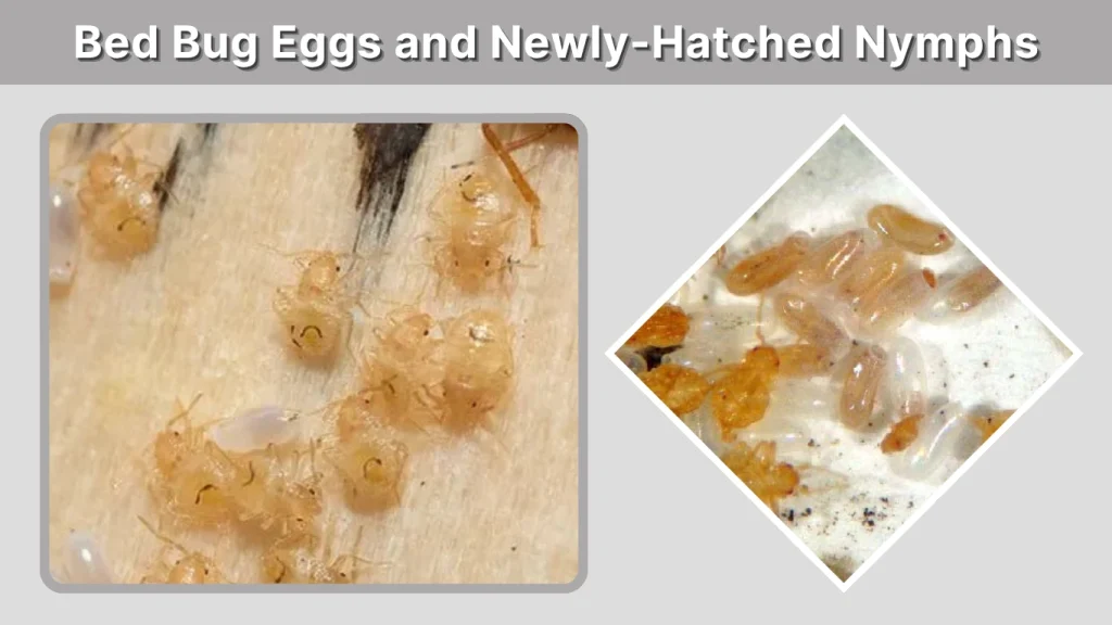 Bed Bug Eggs and Newly-Hatched Nymphs