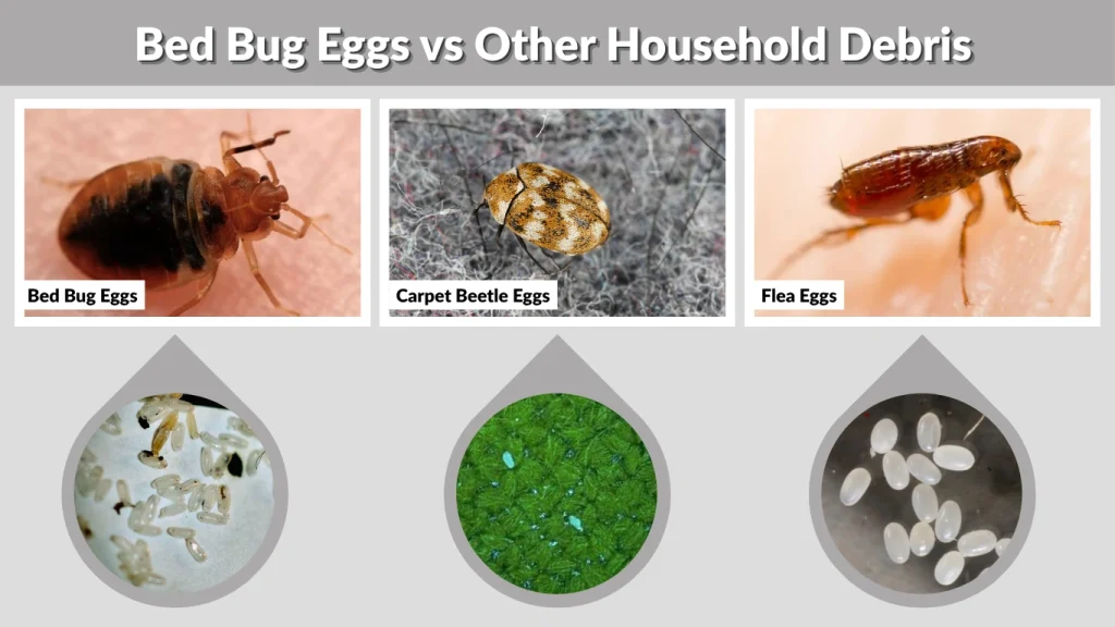 Bed Bug Eggs vs Other Household Debris