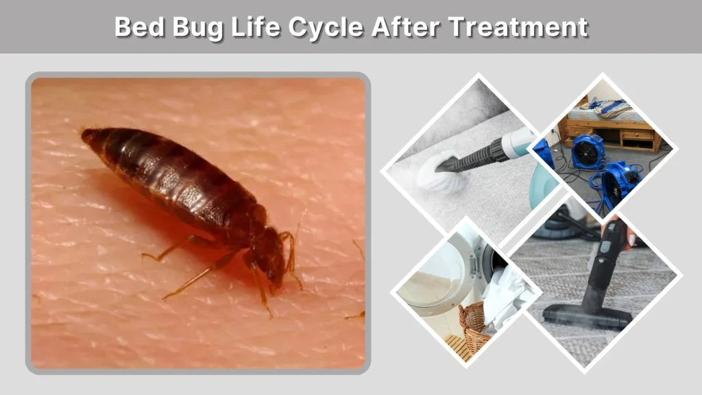 Bed Bug Life Cycle After Treatment