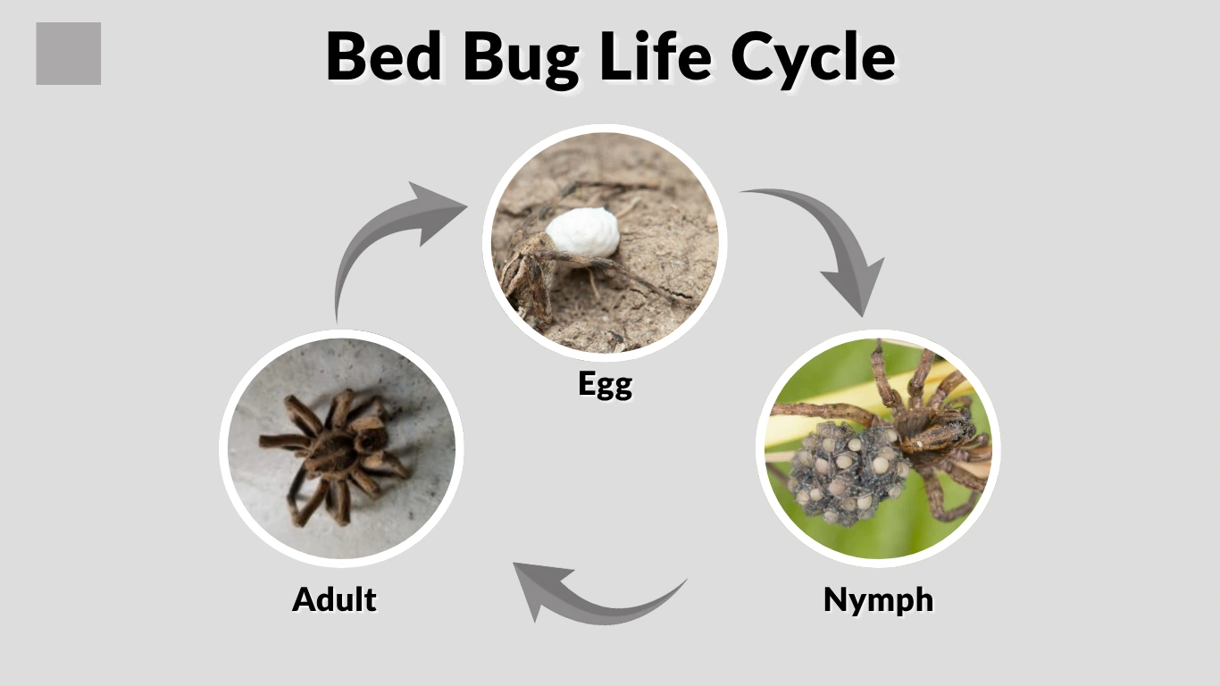 Bed Bug Life Cycle Stages, Timeline & Pictures