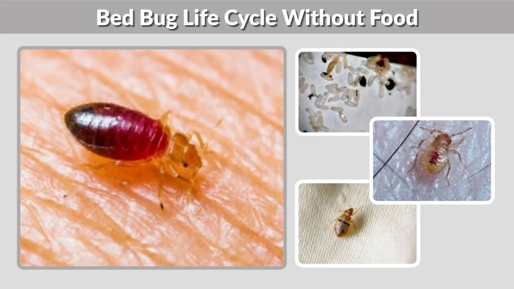 Bed Bug Life Cycle Without Food