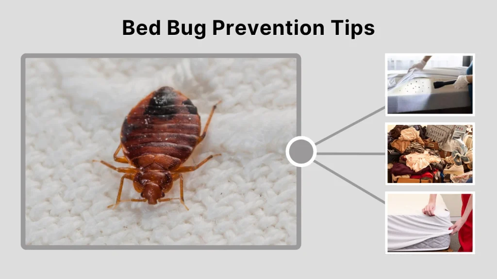 Bed Bug Prevention Tips