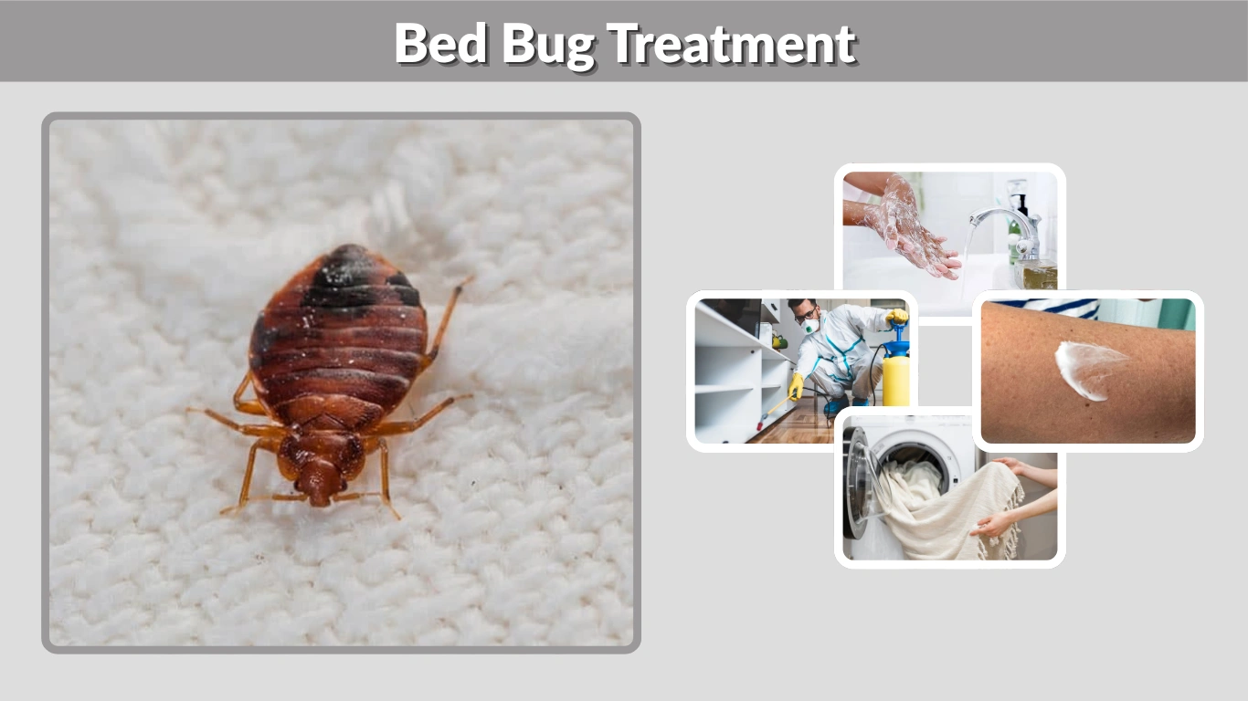 Bed Bug Treatment Effective Solutions, Costs, and Prevention