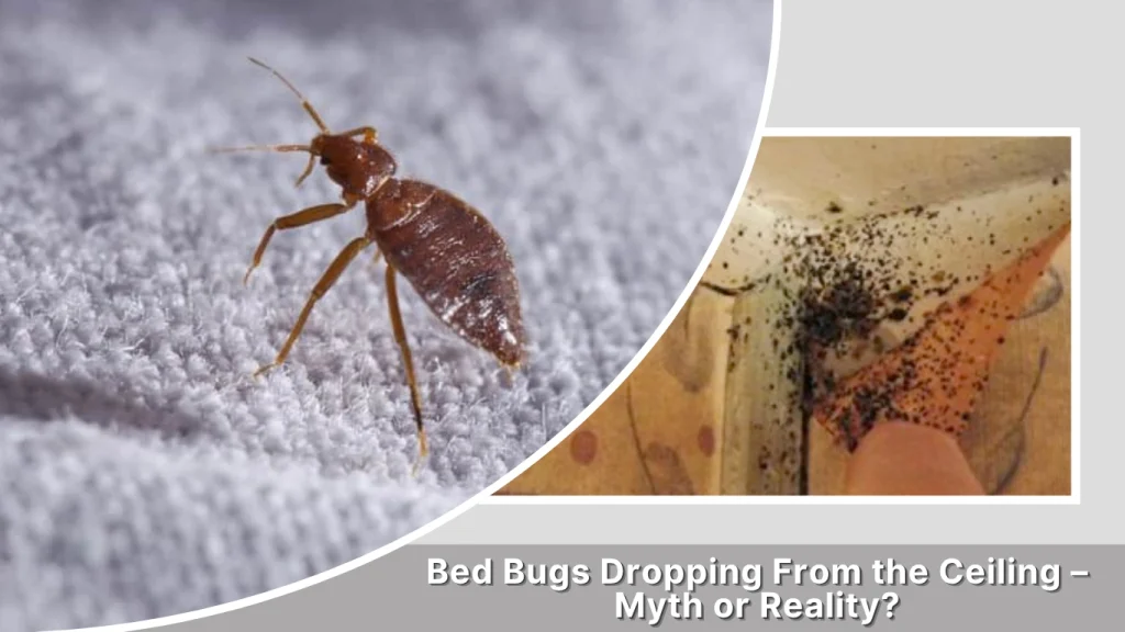 Bed Bugs Dropping From the Ceiling – Myth or Reality