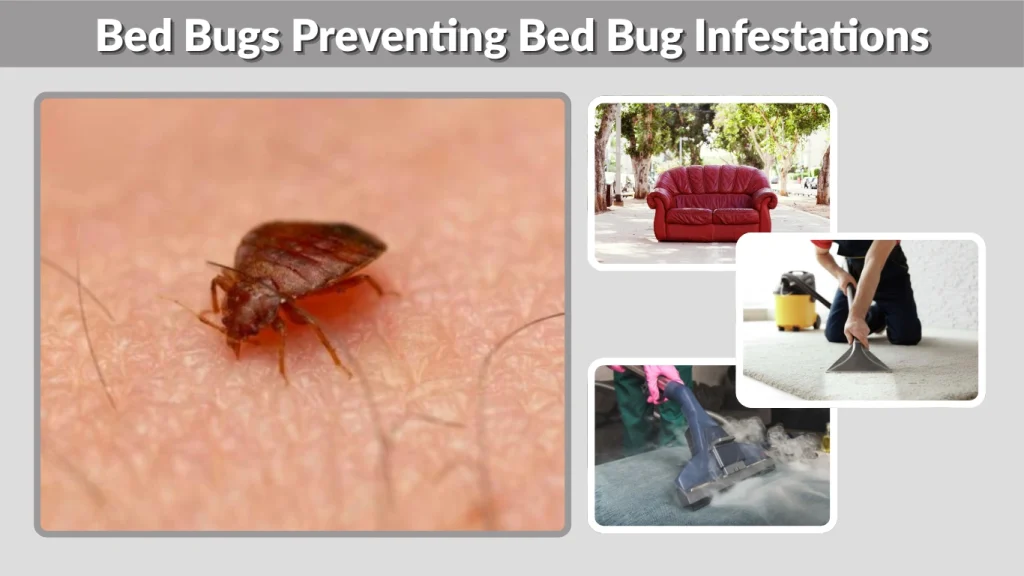 Bed Bugs Preventing Bed Bug Infestations