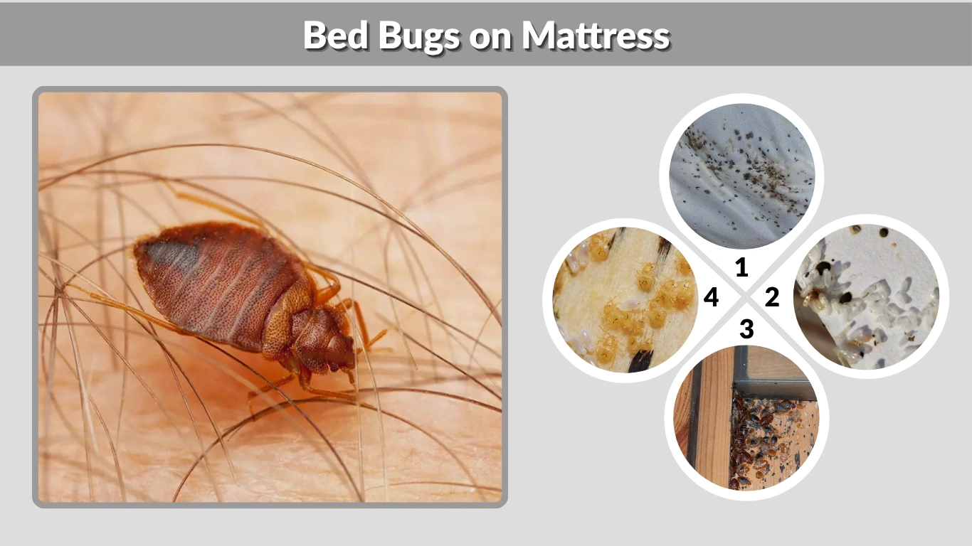 Bed Bugs on Mattress Identification, Signs, and Removal Guide
